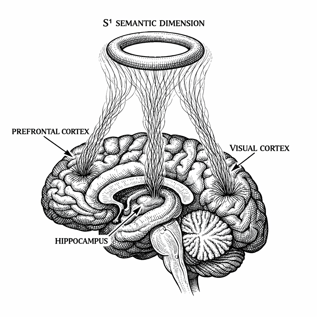The Semantic Dimension and the biological brain. Specific neural regions---prefrontal cortex, visual cortex, hippocampus---connect via quantum filaments to a compactified S^1 geometric loop representing the fifth dimension of spacetime.