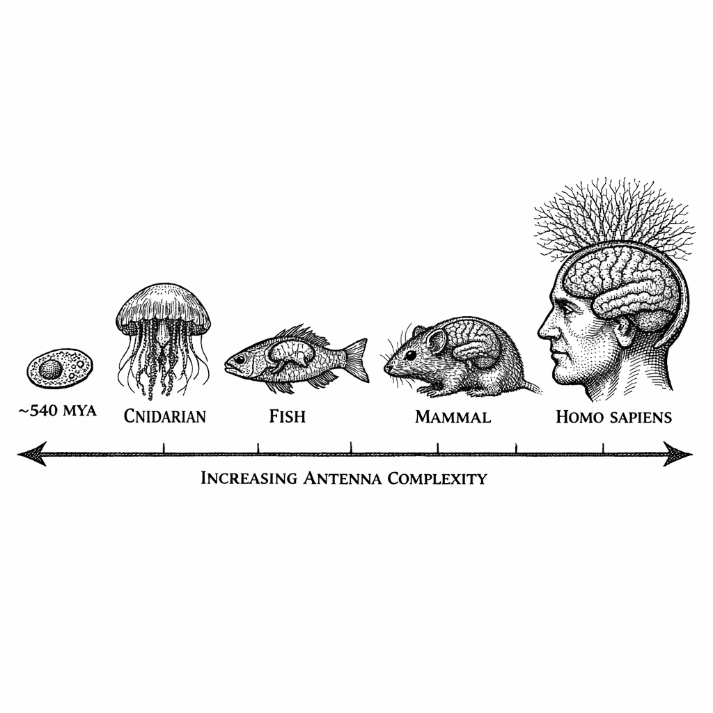 The Arc of Consciousness. From the Cambrian explosion 500 million years ago through the emergence of complex neural architectures, Darwinian evolution has relentlessly manufactured biological antennas of increasing sophistication---culminating in the human brain's macroscopic Posner network and its coupling to the S^1 Semantic Dimension.